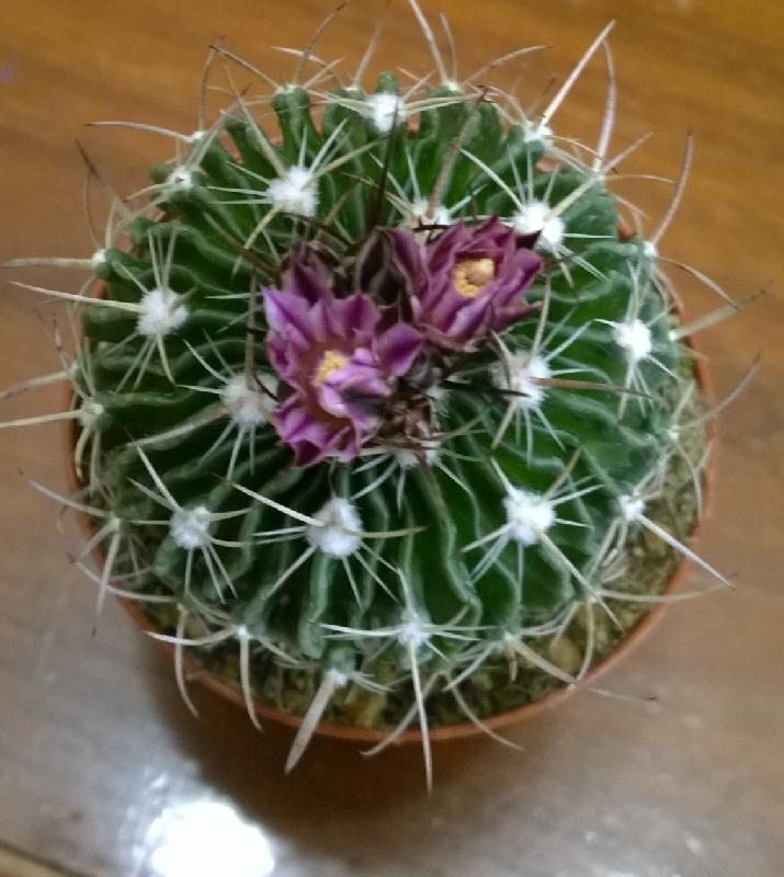 Efossus_(stenocactus)_multicostatus.jpg